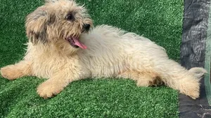 3-6 months Male Purebred Lhasa Apso