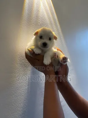 1-3 months Male Purebred American Eskimo