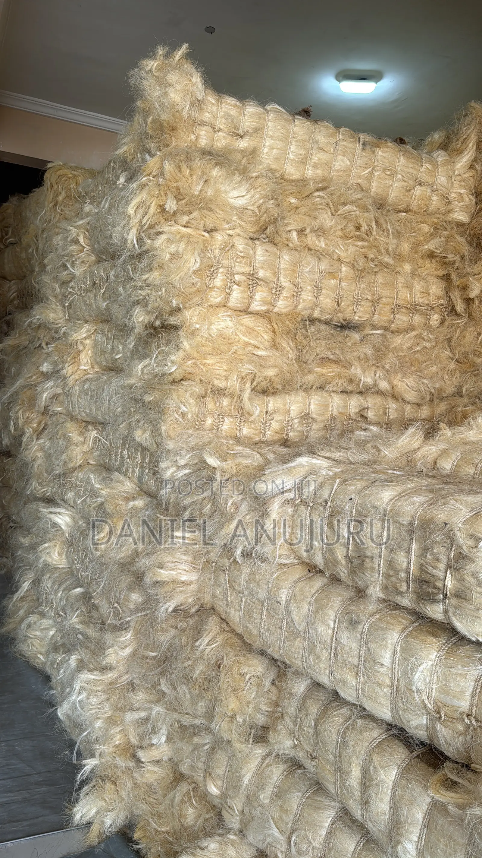 Sisal Fire ( Fillas )
