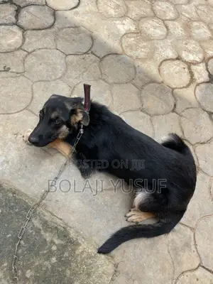 6-12 months Female Purebred German Shepherd