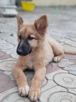 1-3 months Male Mixed Breed German Shepherd