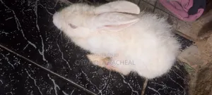 Rabbit for Sales