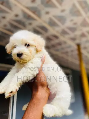 1-3 months Female Purebred Lhasa Apso