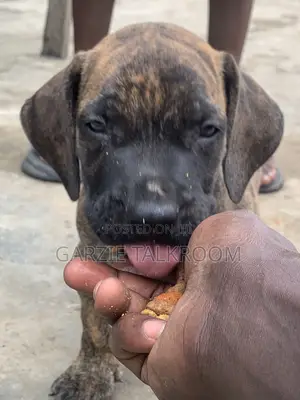 1-3 months Male Purebred Boerboel