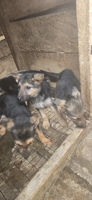 1-3 months Male Purebred German Shepherd