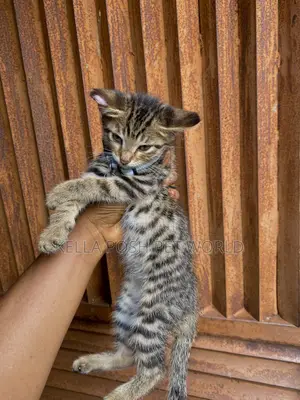 1-3 months Male Purebred Tabby