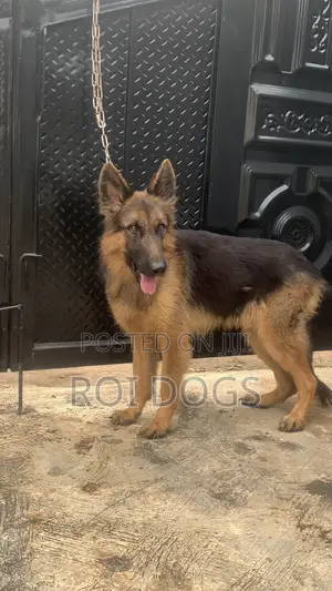 1+ year Male Purebred German Shepherd