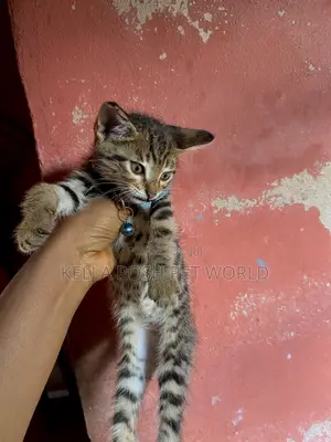 1-3 months Male Purebred Tabby