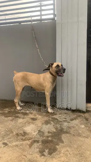 1+ year Female Purebred Boerboel