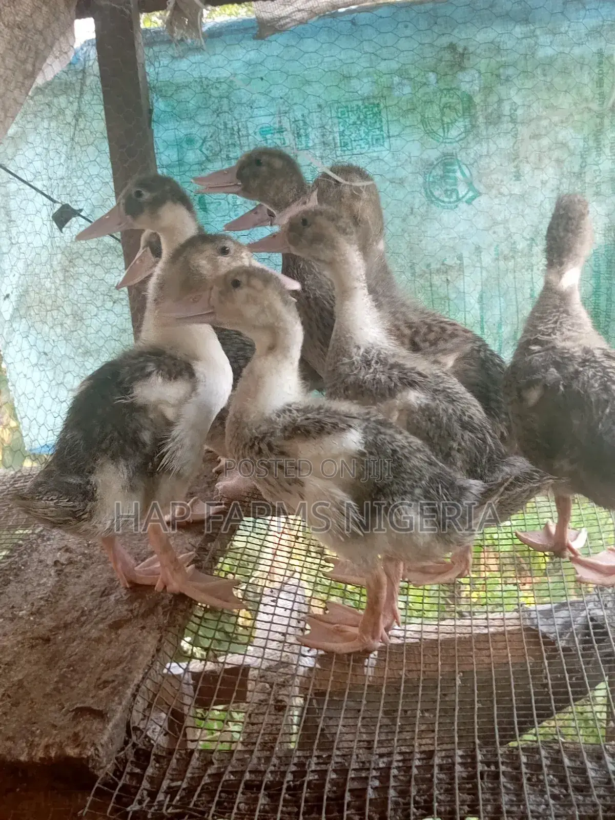 Foreign Ducks