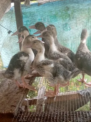 Foreign Ducks