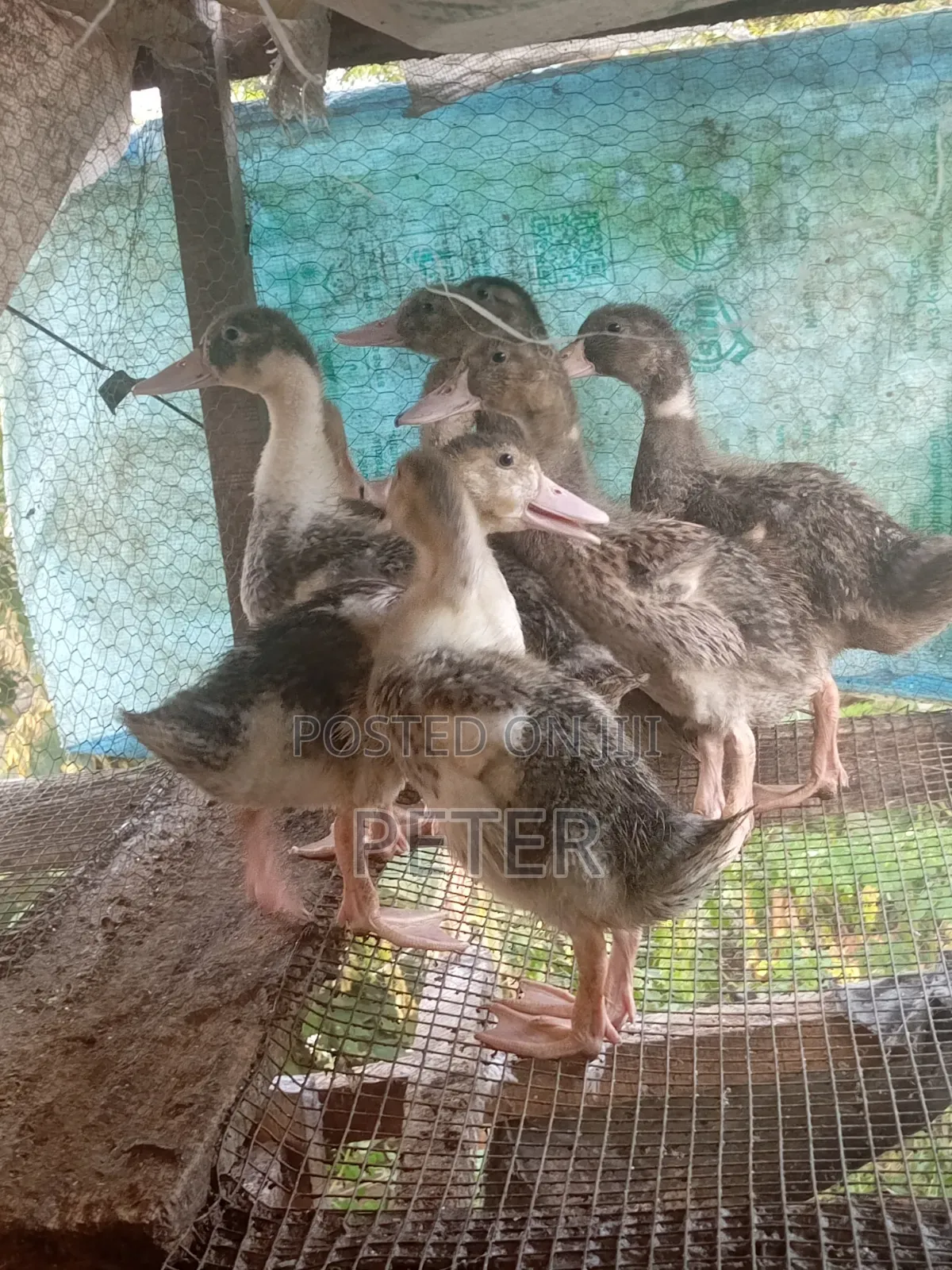 Foreign Ducks