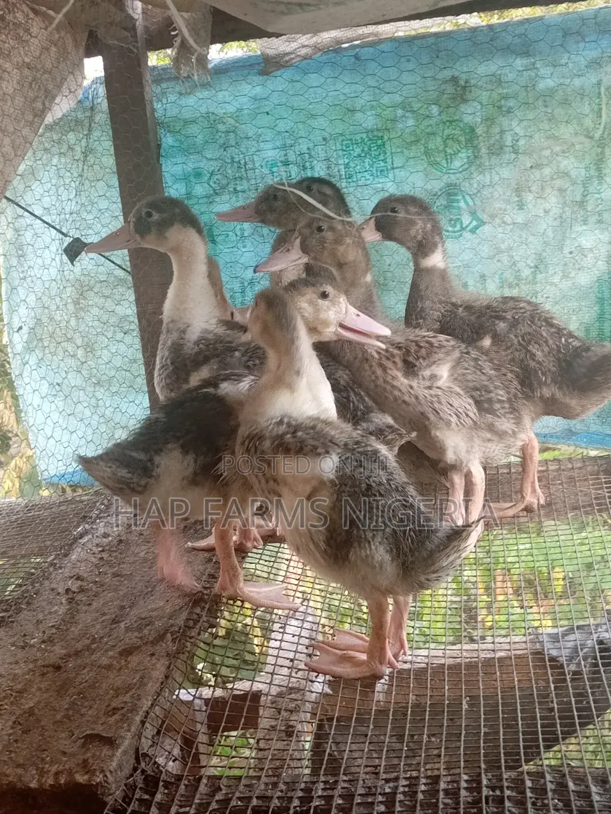 Foreign Ducks