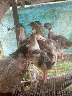 Foreign Ducks