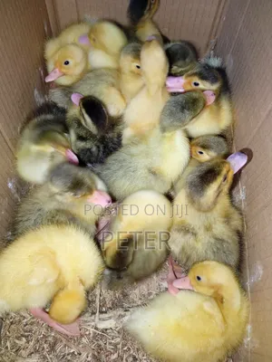 Foreign Ducklings