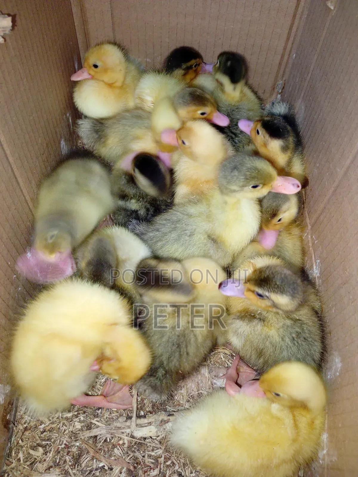 Foreign Ducklings