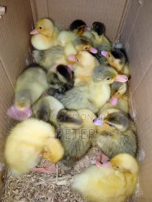 Foreign Ducklings