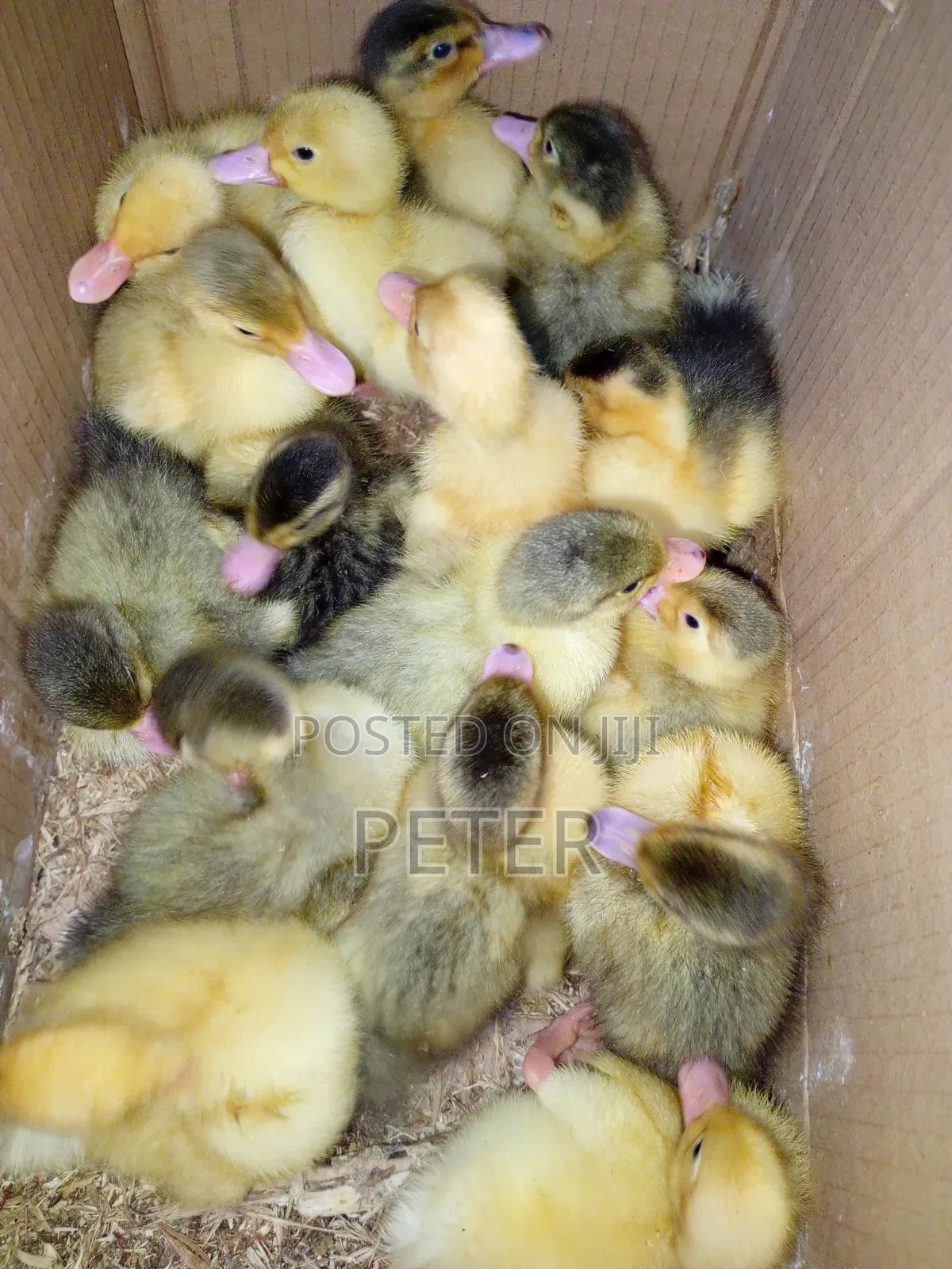 Foreign Ducklings