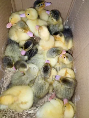 Foreign Ducklings