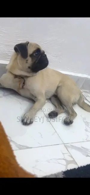 1+ year Male Purebred Pug