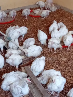 Broiler Birds