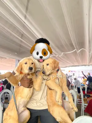 3-6 months Male Purebred Golden Retriever