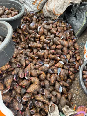 Jumbo Sizes Bush Snails
