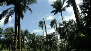 Palm Fruit Plantation