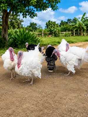 FarM Turkey