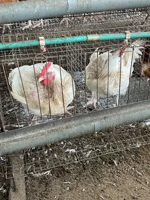 Matured Broiler