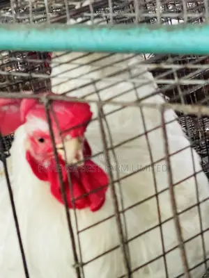 Matured Broiler