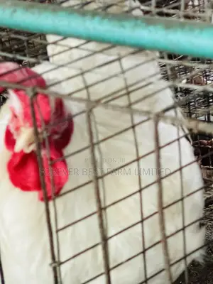 Matured Broiler