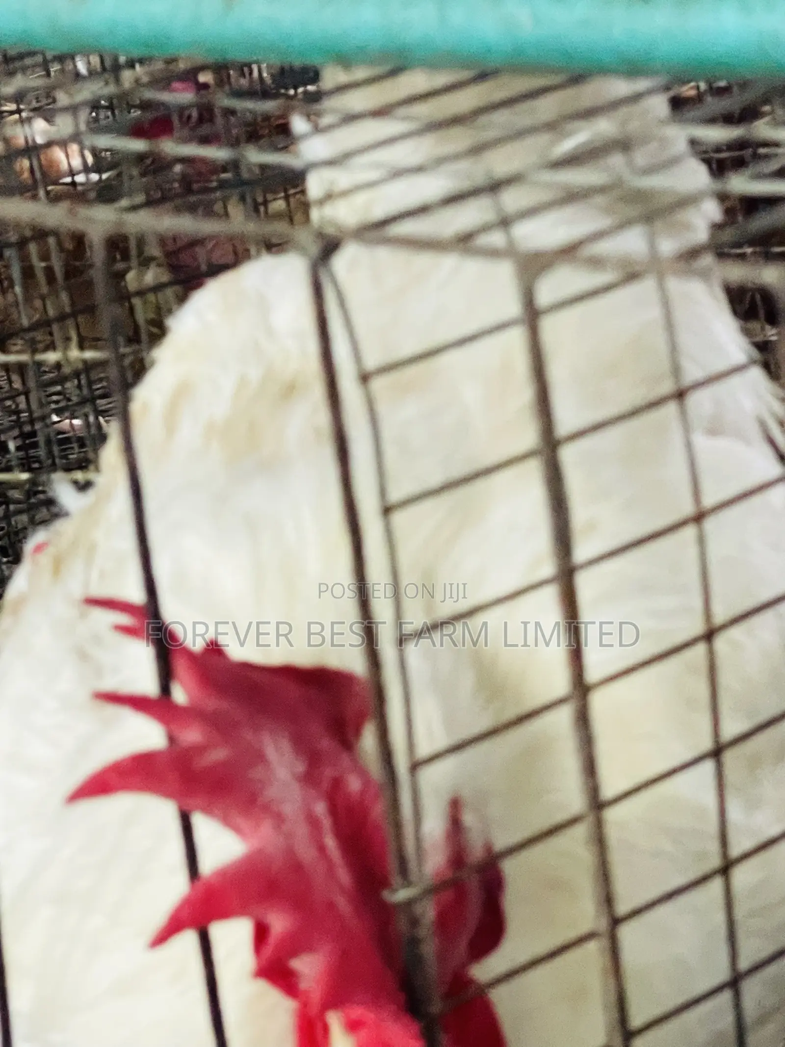 Matured Broiler