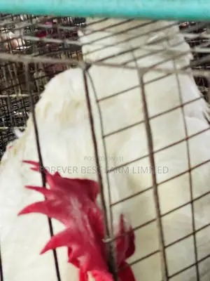 Matured Broiler