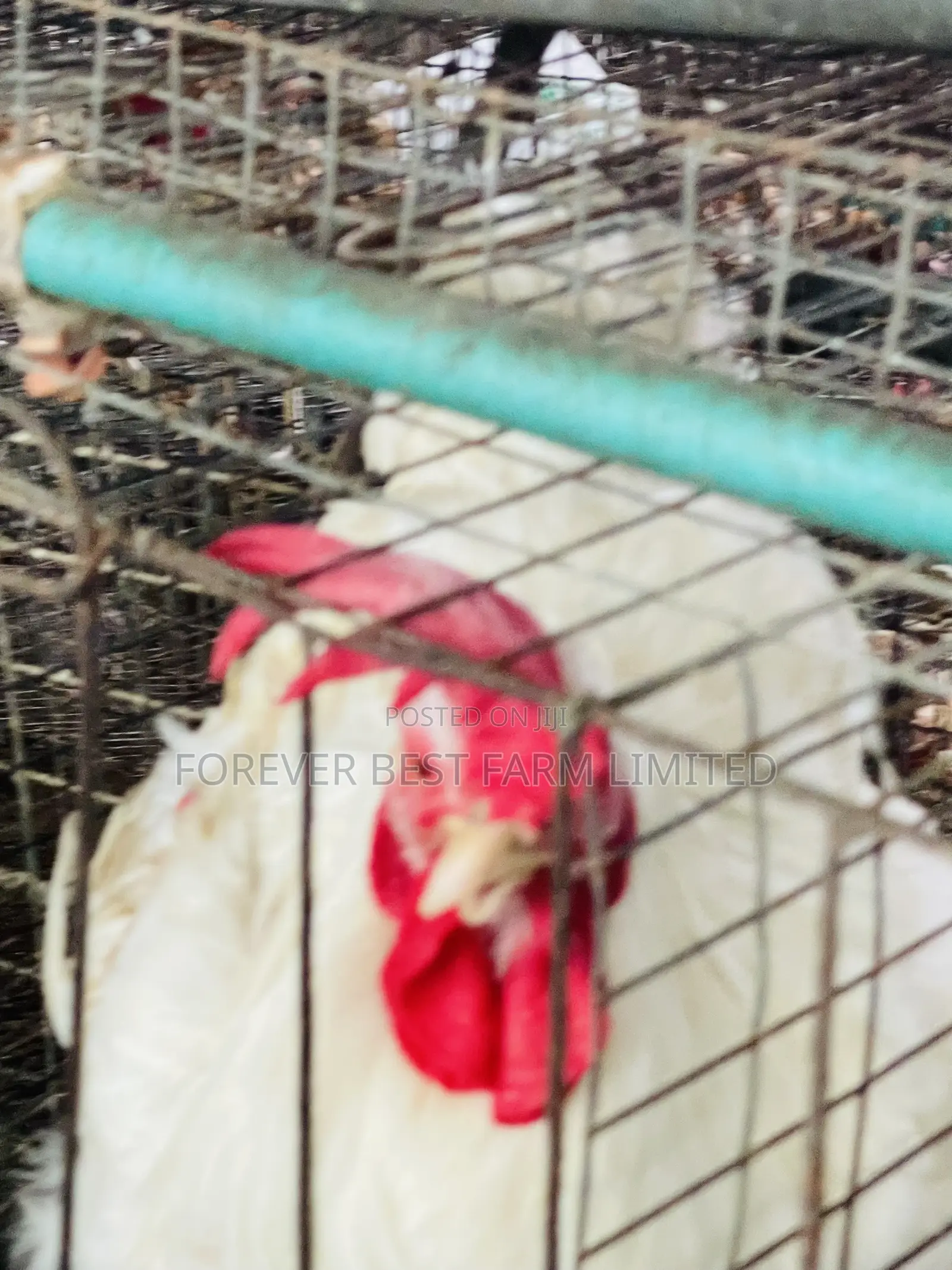 Matured Broiler