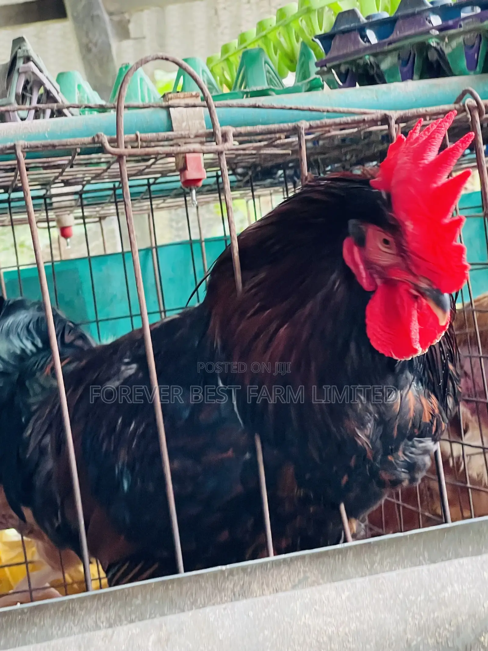 Matured Broiler