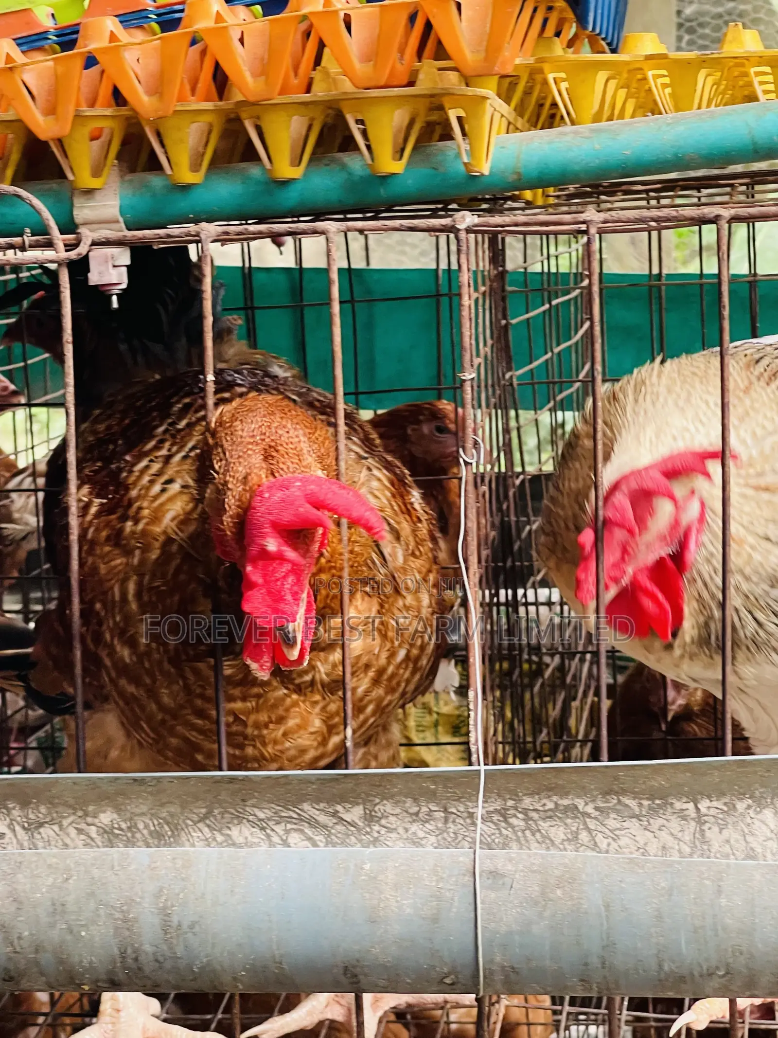Matured Broiler