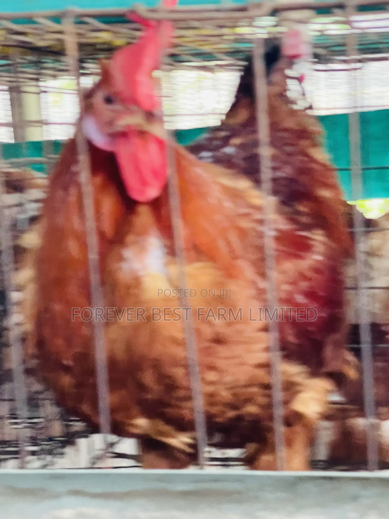 Matured Broiler