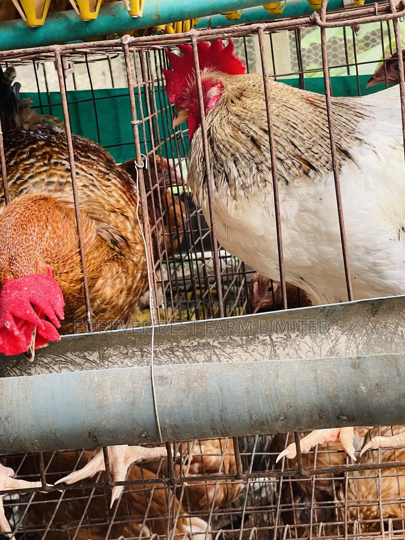 Matured Broiler