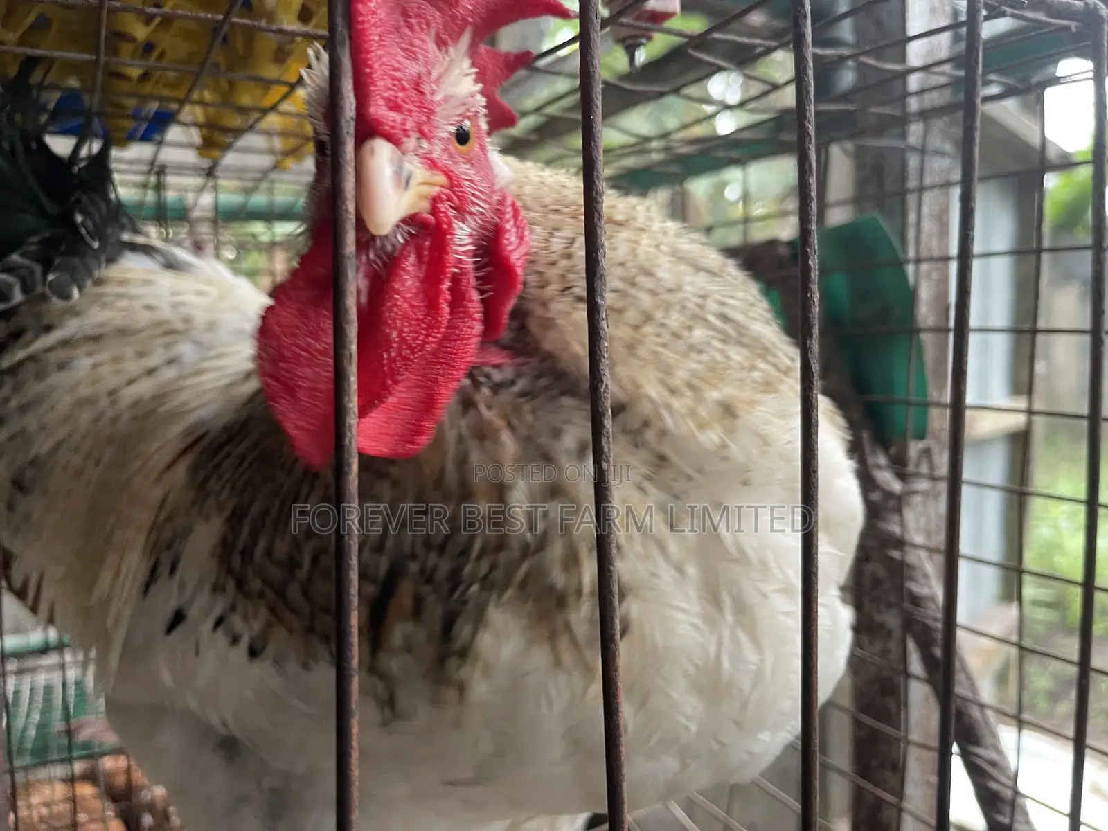 Matured Broiler