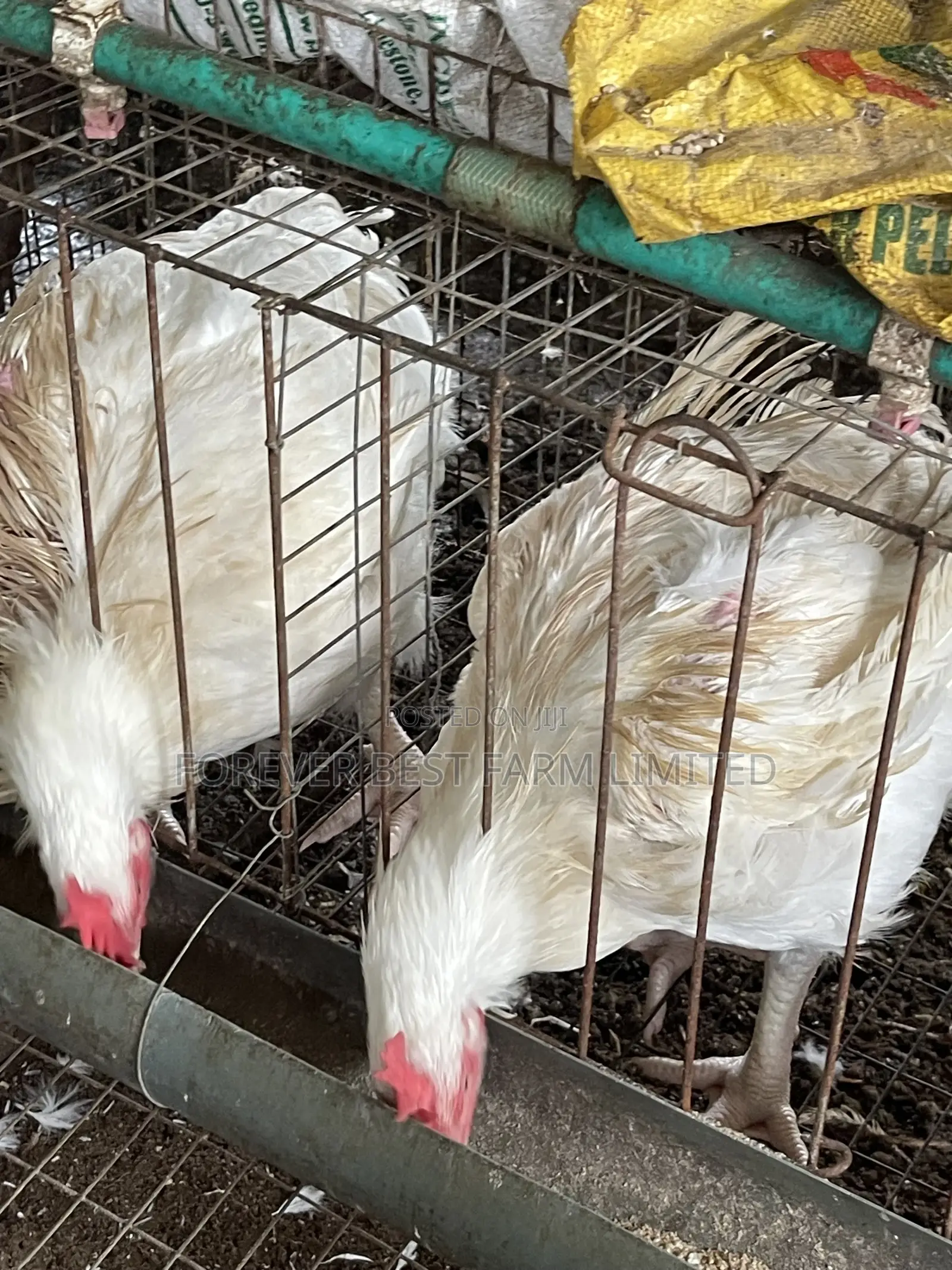 Matured Broiler
