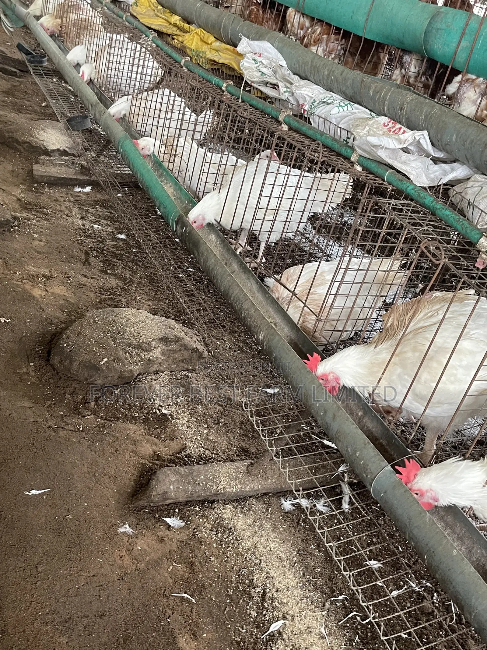 Matured Broiler