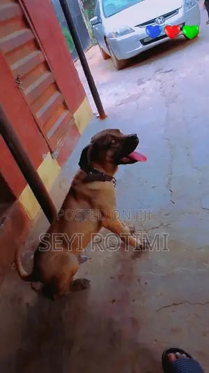 1+ year Male Mixed Breed Boerboel