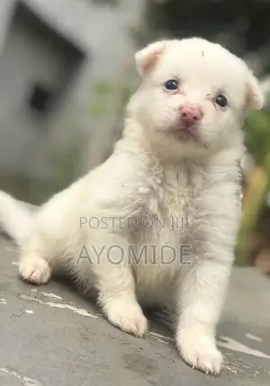 0-1 month Female Purebred American Eskimo