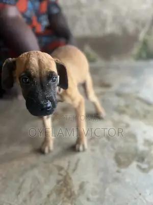 3-6 months Female Purebred Boerboel