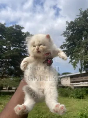 1-3 months Female Purebred Persian