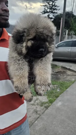 1-3 months Male Purebred Caucasian Shepherd