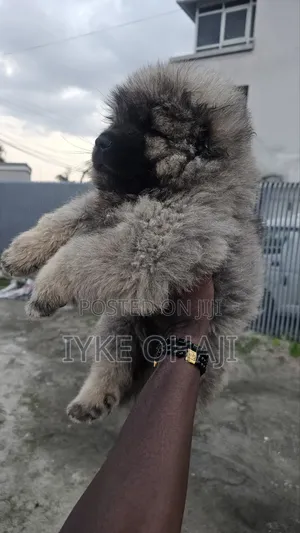 1-3 months Male Purebred Caucasian Shepherd