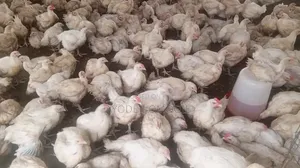 1000 Broiler Chicken (6 Weeks Old)