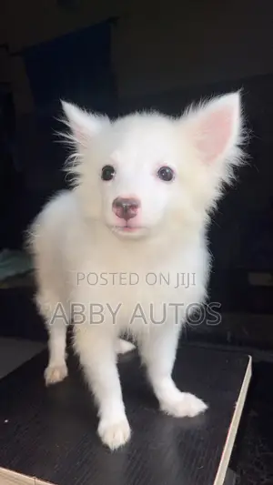 1-3 months Male Purebred American Eskimo